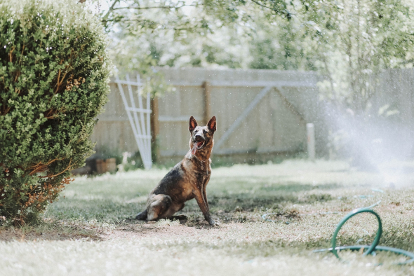 belgijski ovčar malinois sjedi u vrtu s distrakcijama