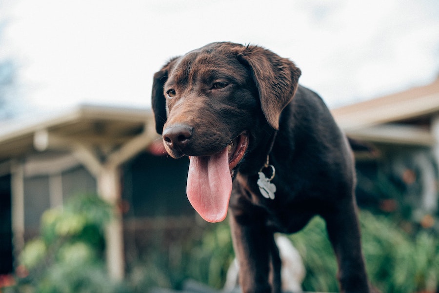 smeđi labrador s isplaženim jezikom