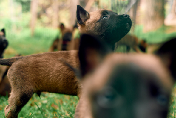 štenci belgijskog ovčara radne linije malinois