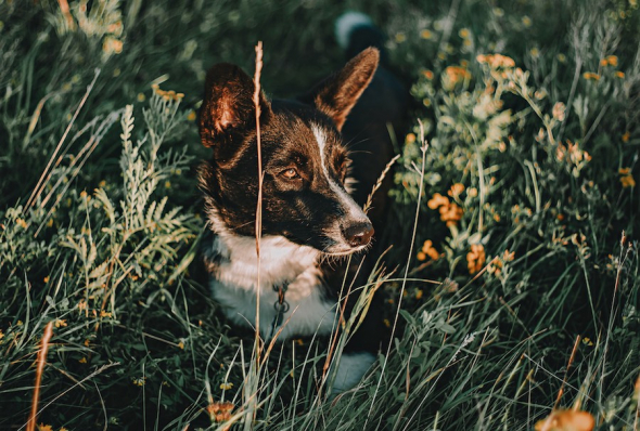 pas u travi