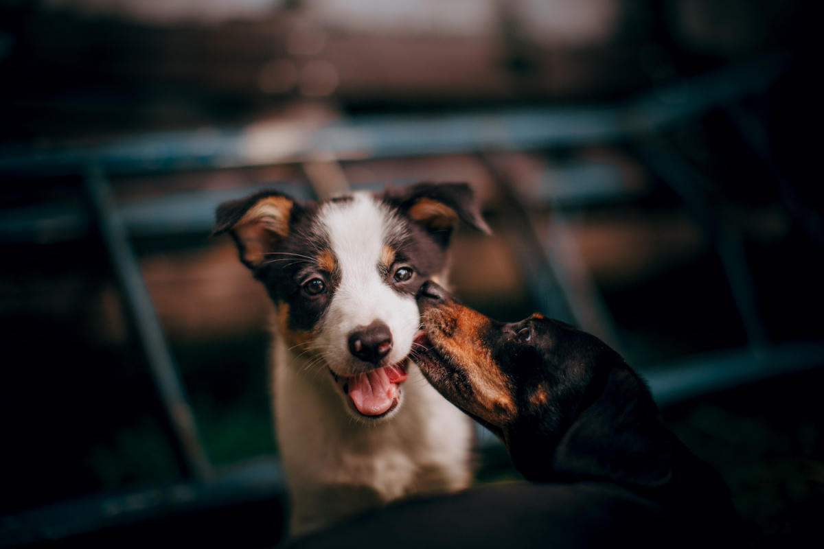 dva psa se upoznavaju njušenjem i lizanjem usta