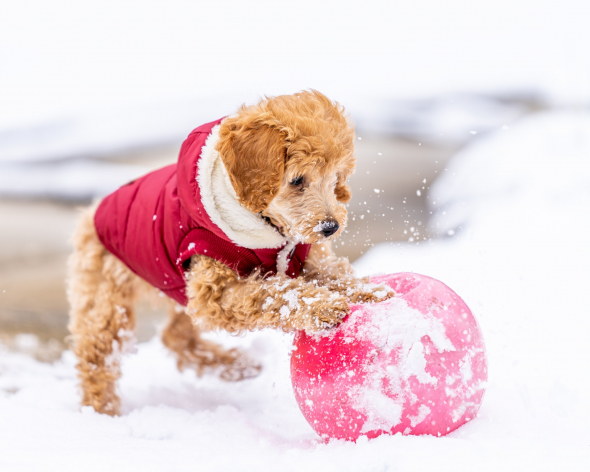 labradoodle se igra s loptom u snijegu